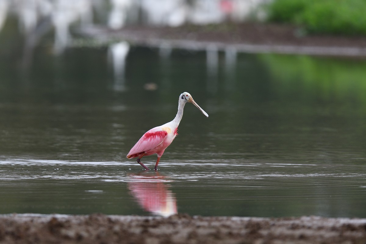 Roseate Spoonbill - ML622117263