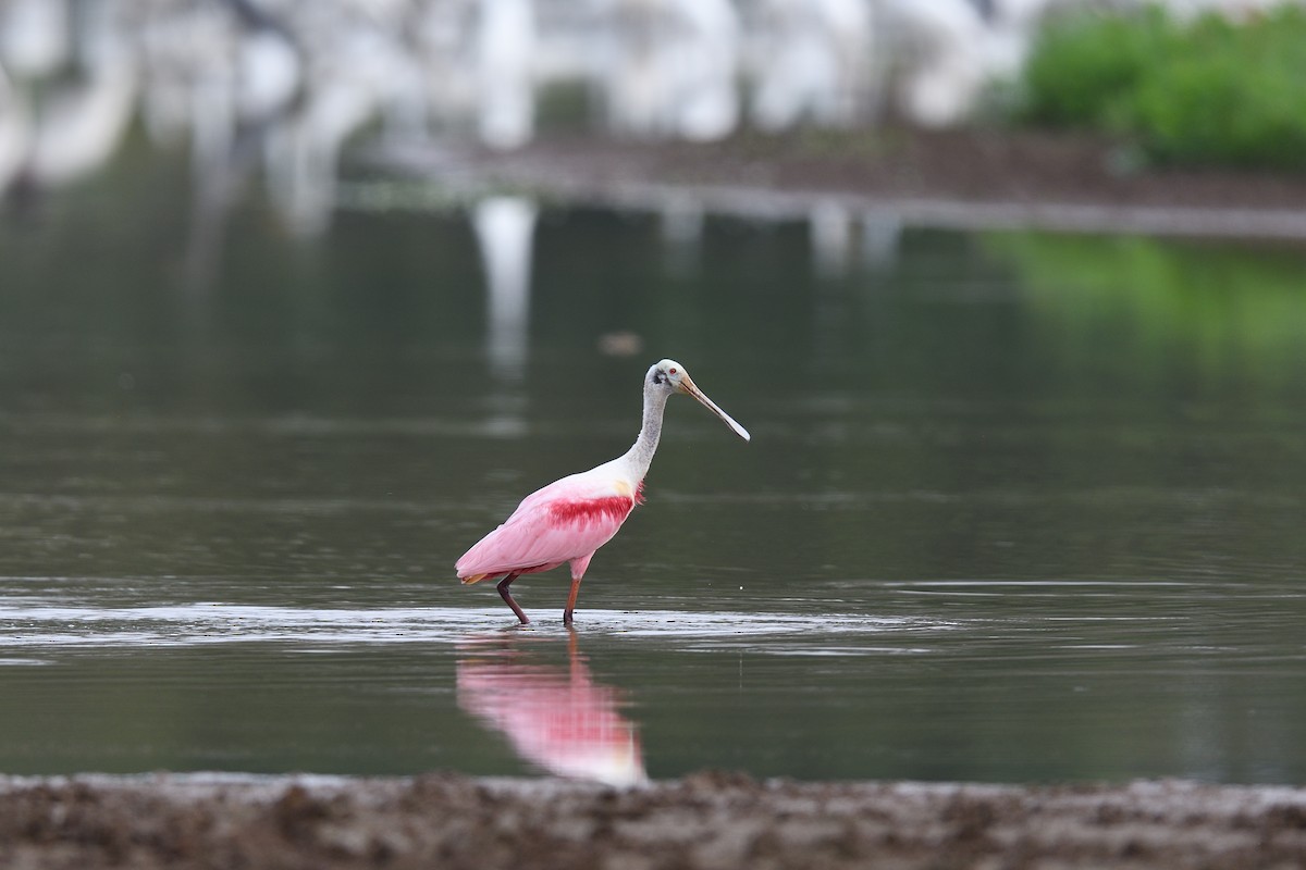 Roseate Spoonbill - ML622117264