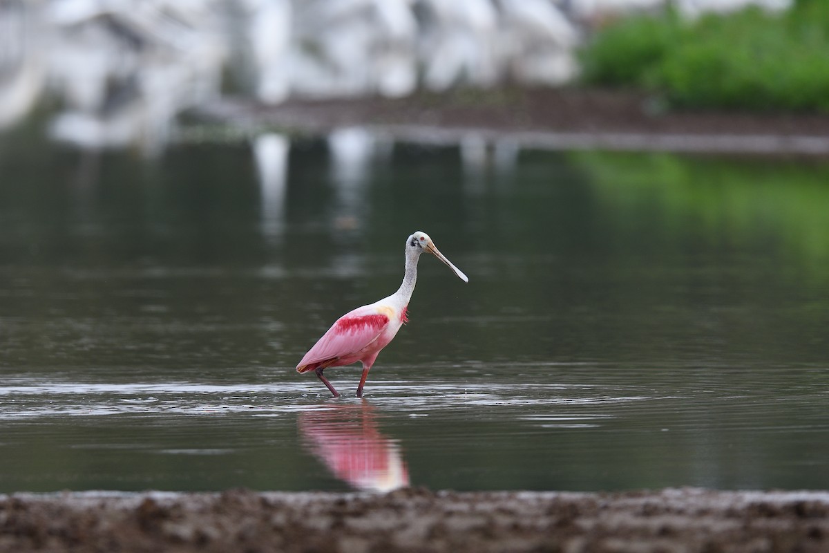 Roseate Spoonbill - ML622117265