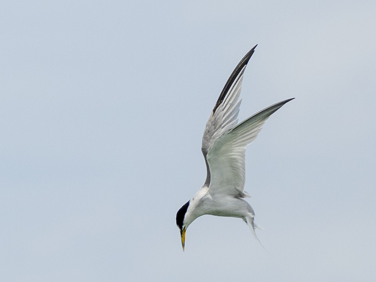 Least Tern - ML622117266