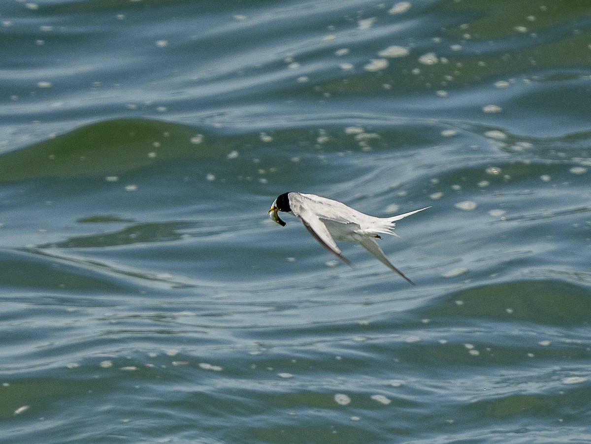 Least Tern - Steven Hunter