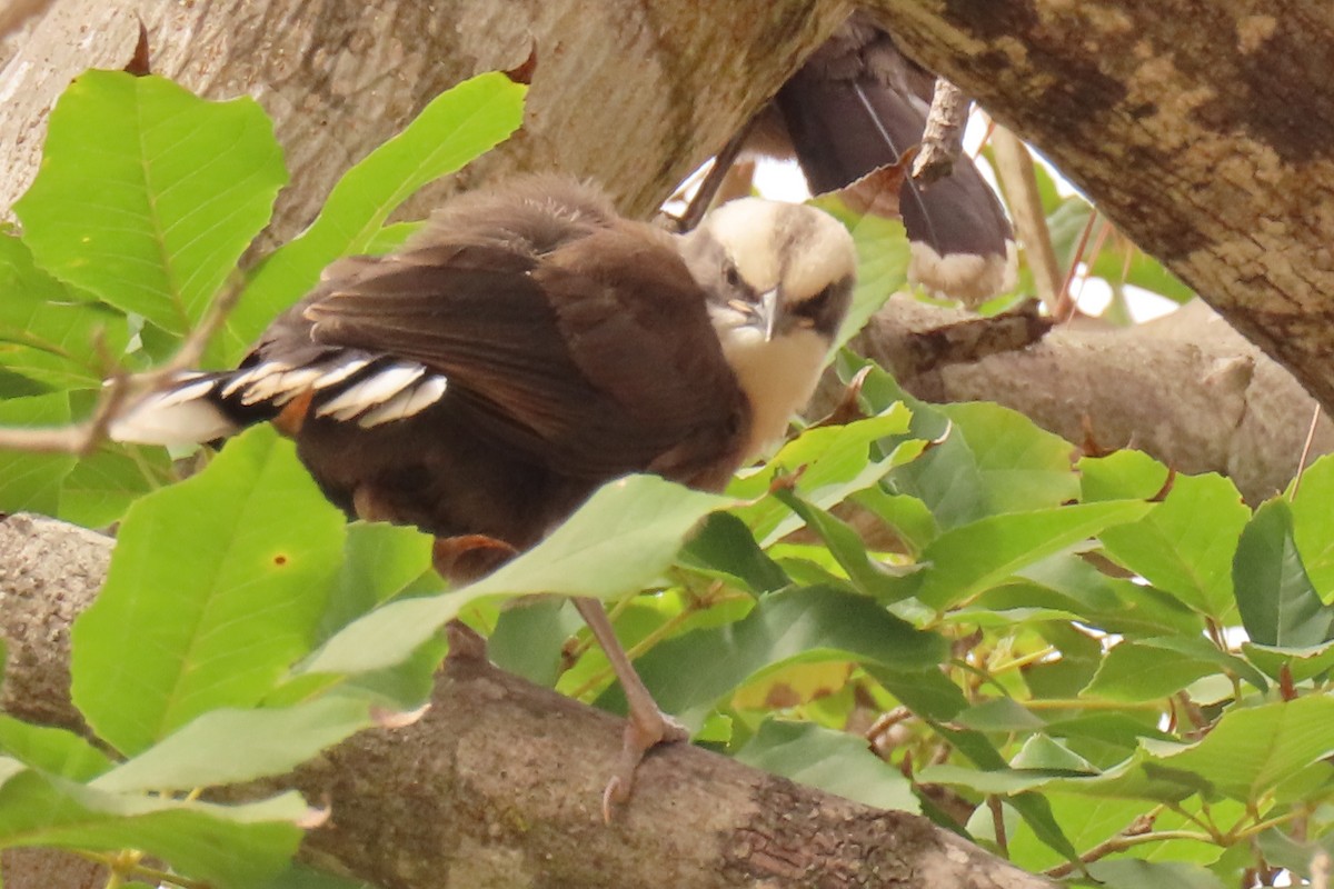 Gray-crowned Babbler - ML622117268