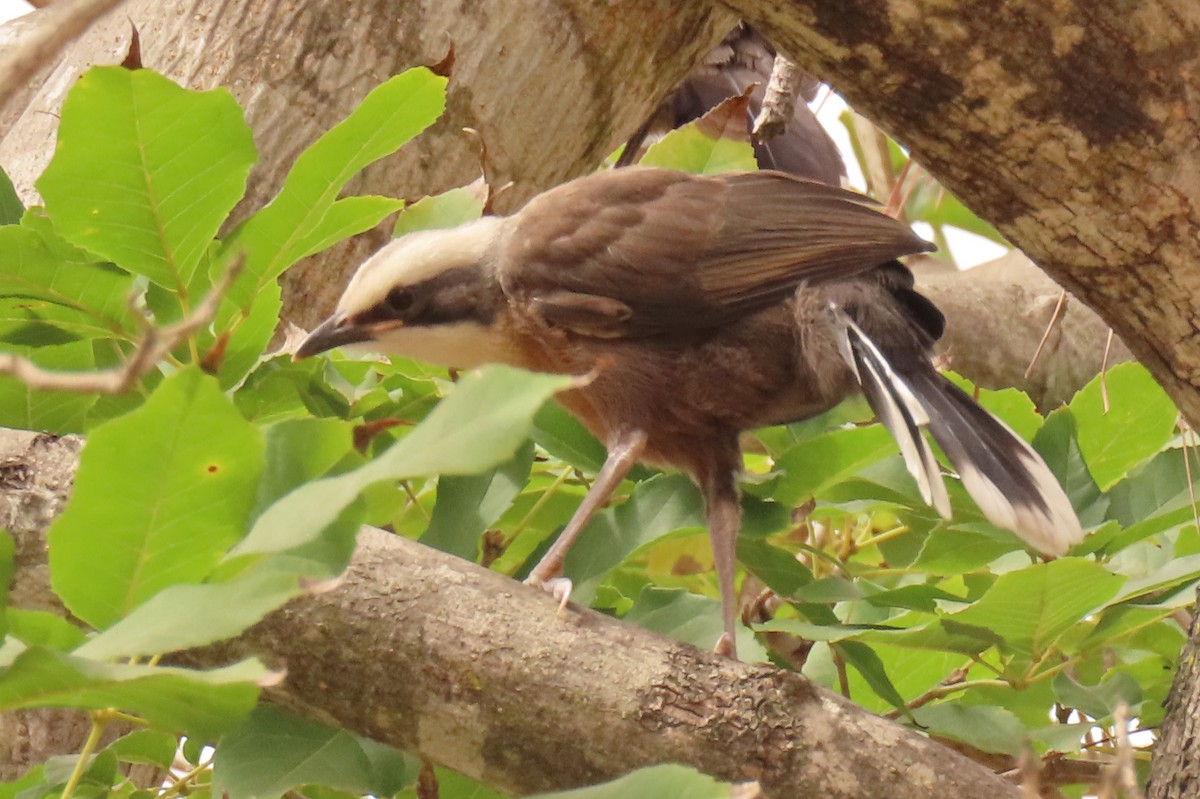 Gray-crowned Babbler - ML622117269