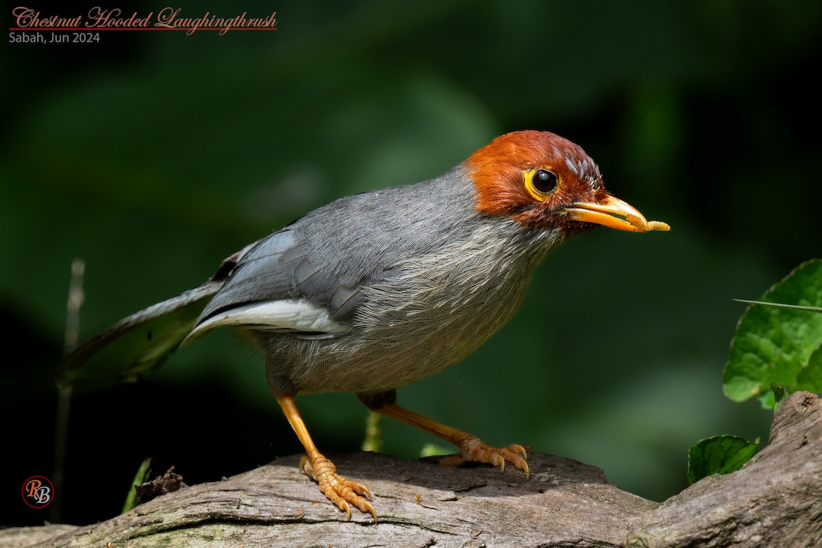 Chestnut-hooded Laughingthrush - ML622117270