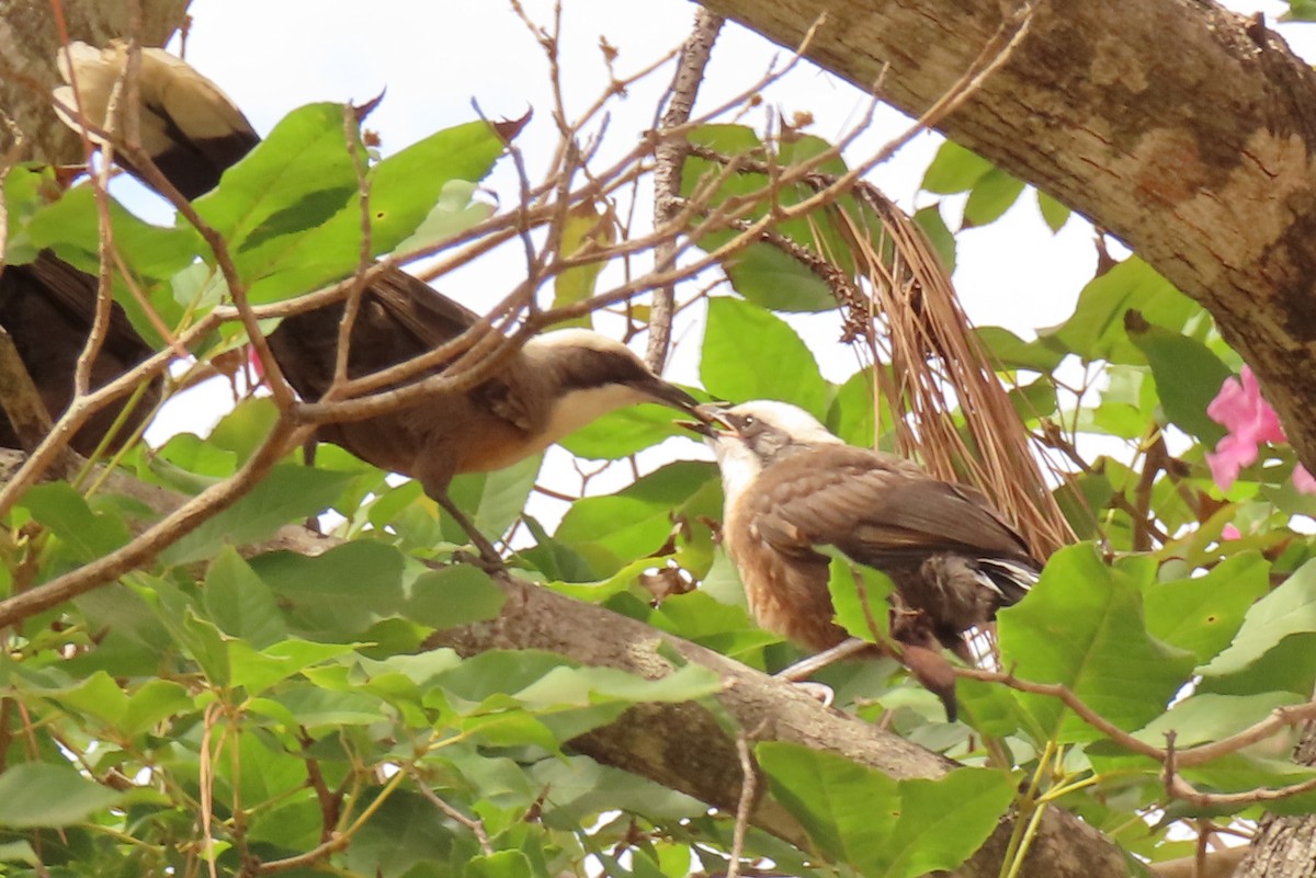 Gray-crowned Babbler - ML622117271