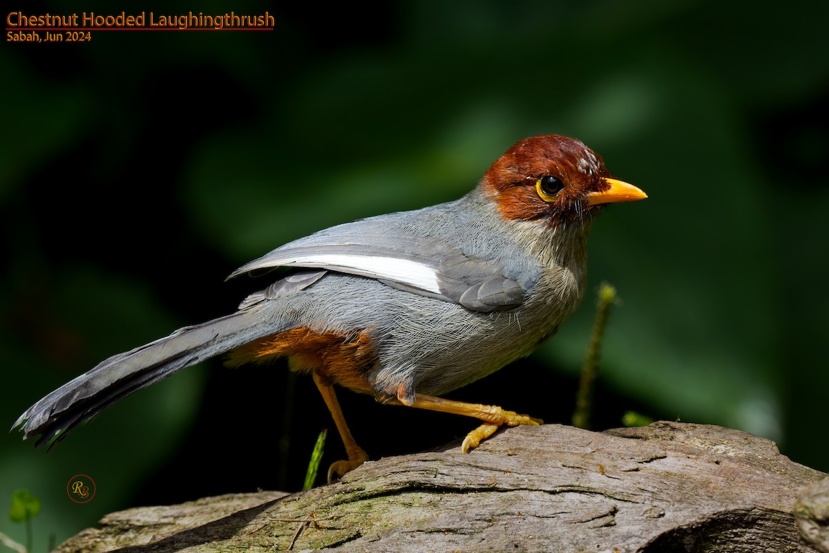 Chestnut-hooded Laughingthrush - ML622117272