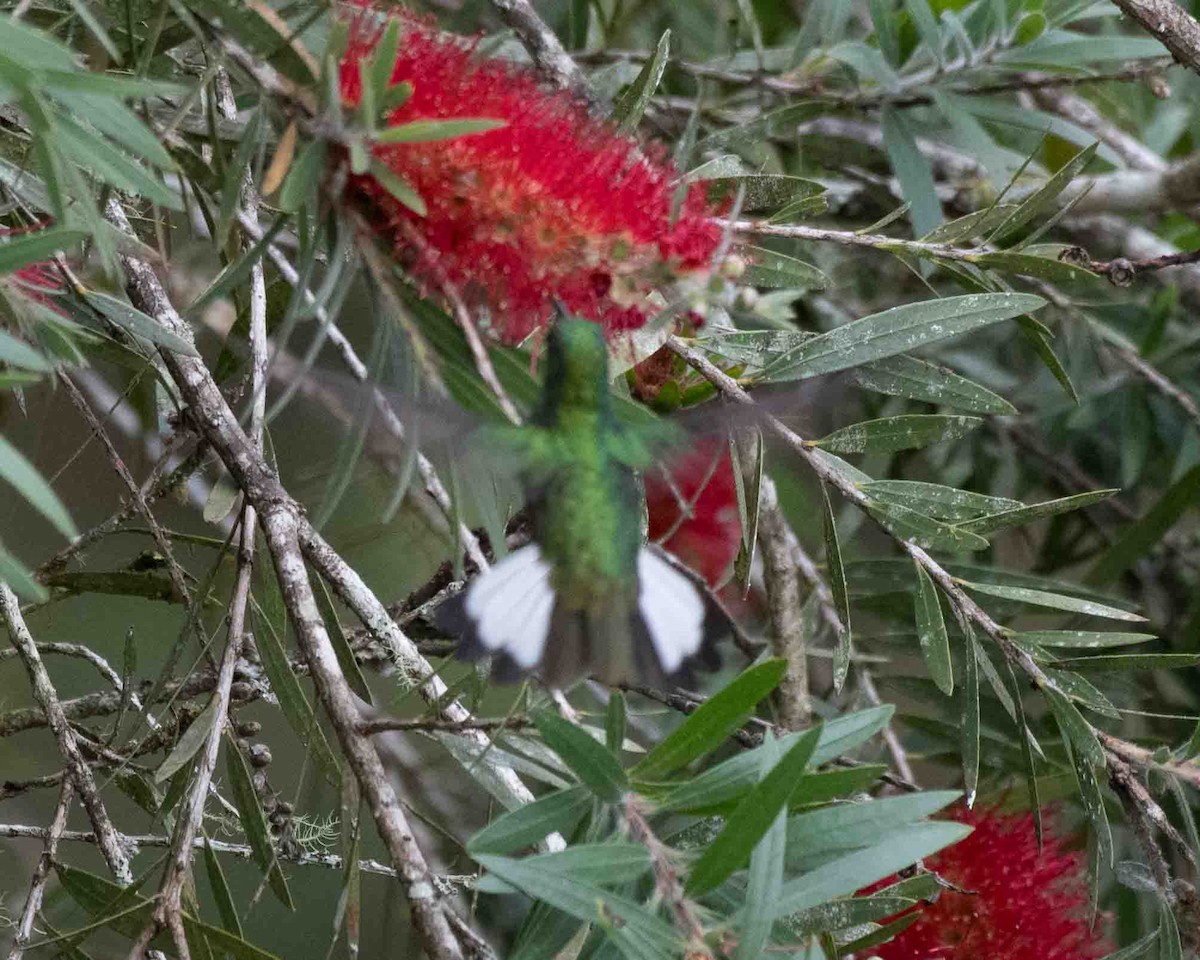 Stripe-tailed Hummingbird - ML622117278