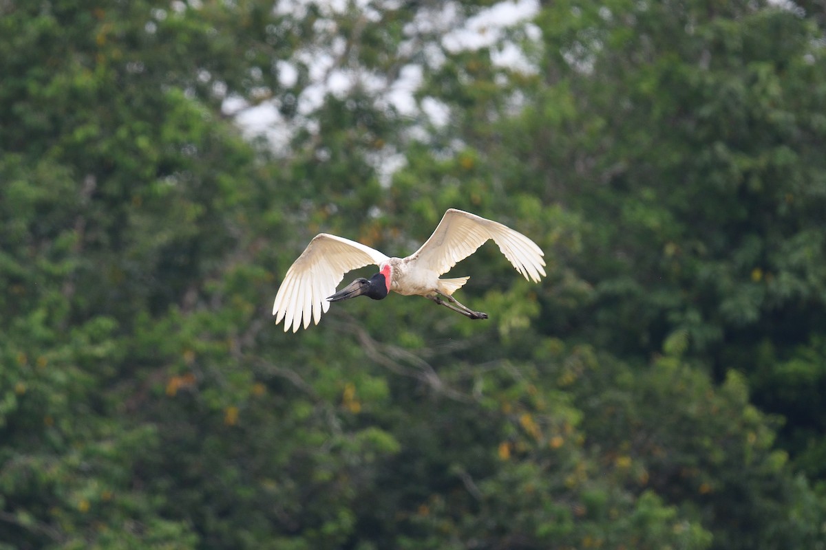 čáp jabiru - ML622117296