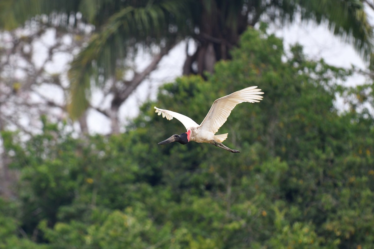 Jabiru - terence zahner