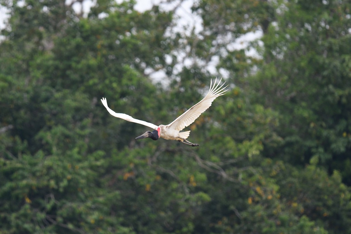 čáp jabiru - ML622117300