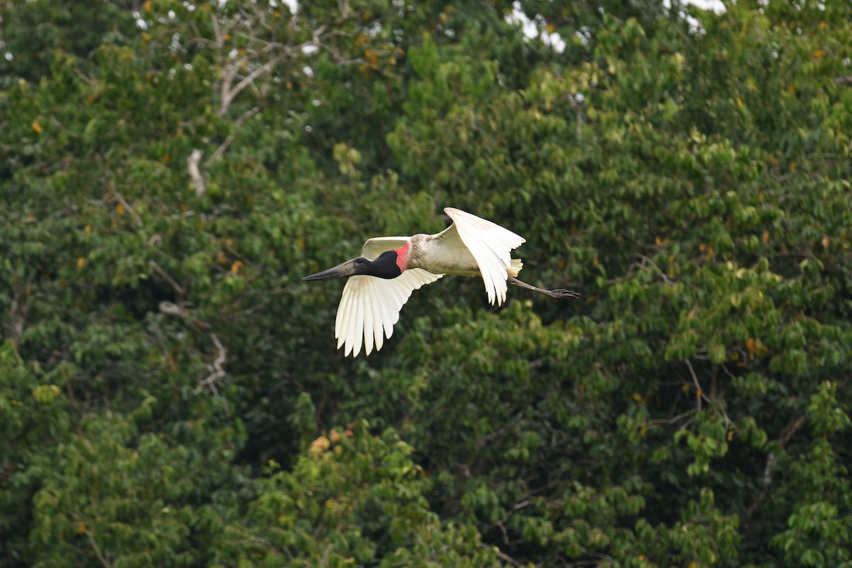 čáp jabiru - ML622117301