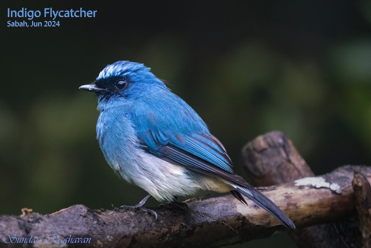 Indigo Flycatcher - ML622117307