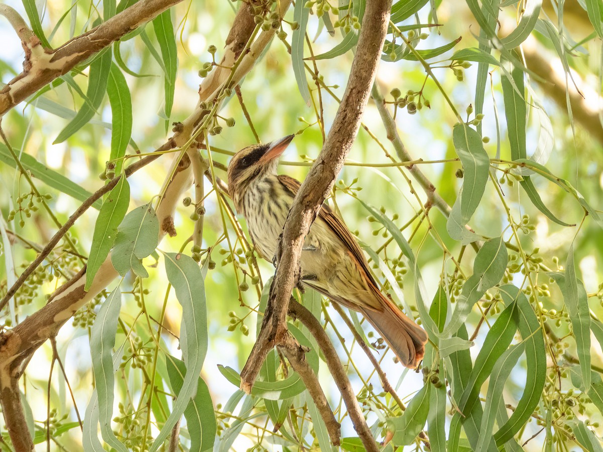 ブチタイランチョウ（maculatus グループ） - ML622117308