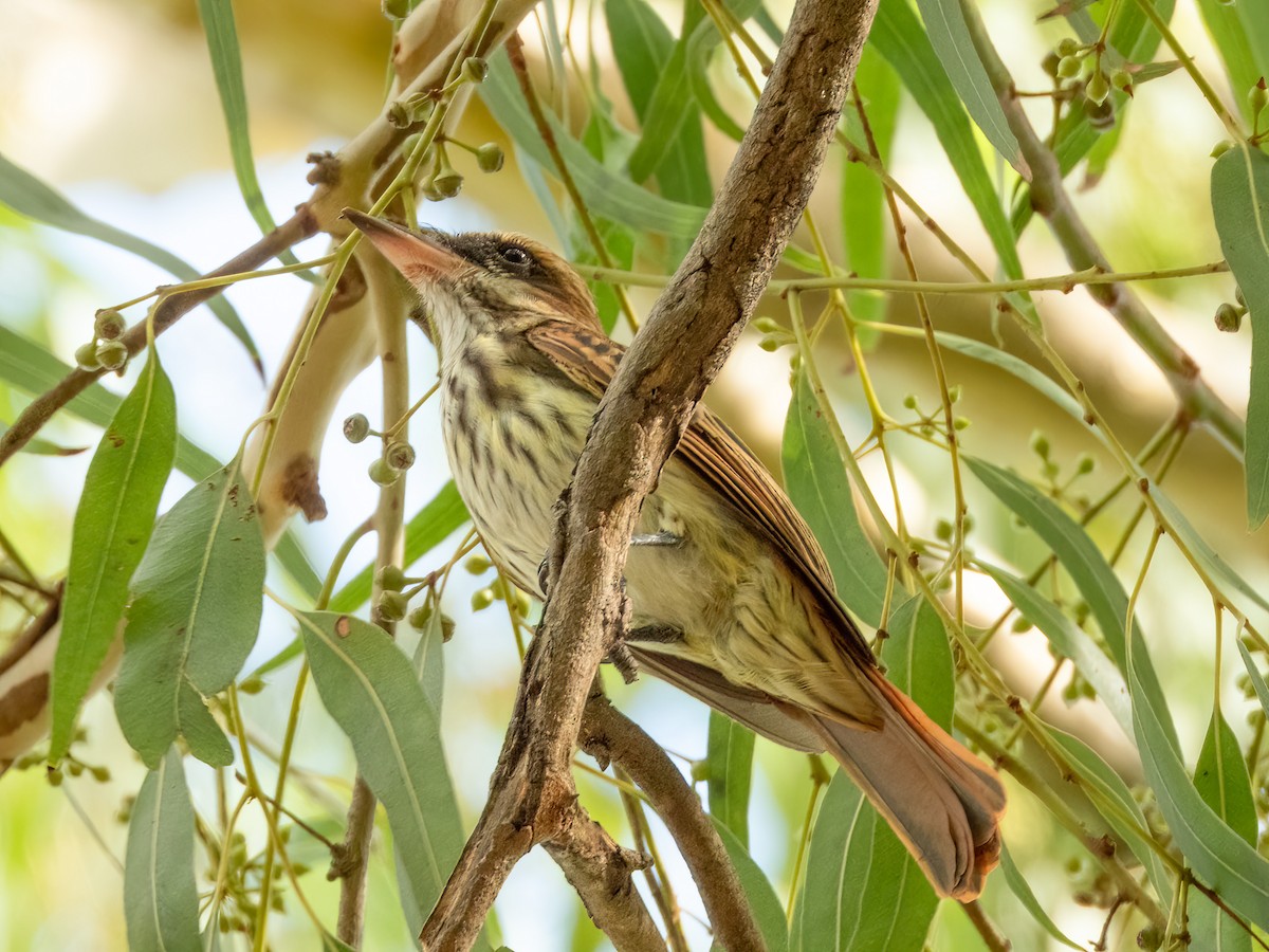 ブチタイランチョウ（maculatus グループ） - ML622117309