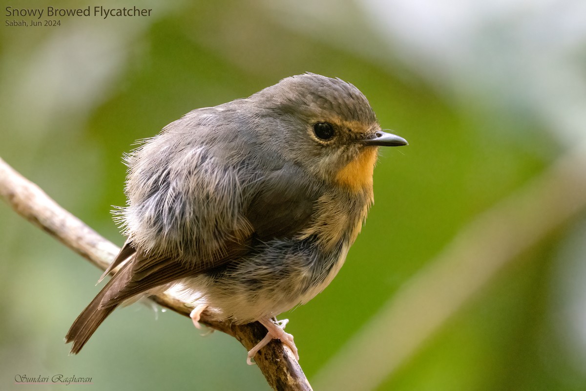 Snowy-browed Flycatcher - ML622117318