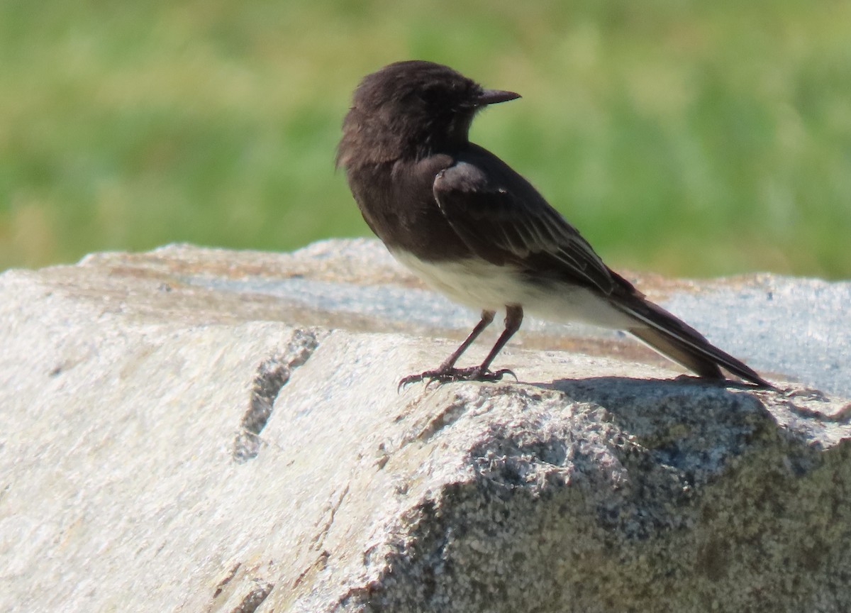 Black Phoebe - ML622117325