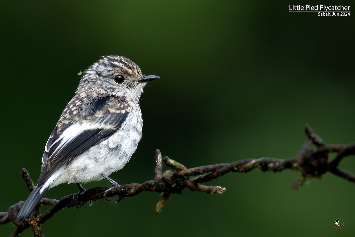 Little Pied Flycatcher - ML622117328