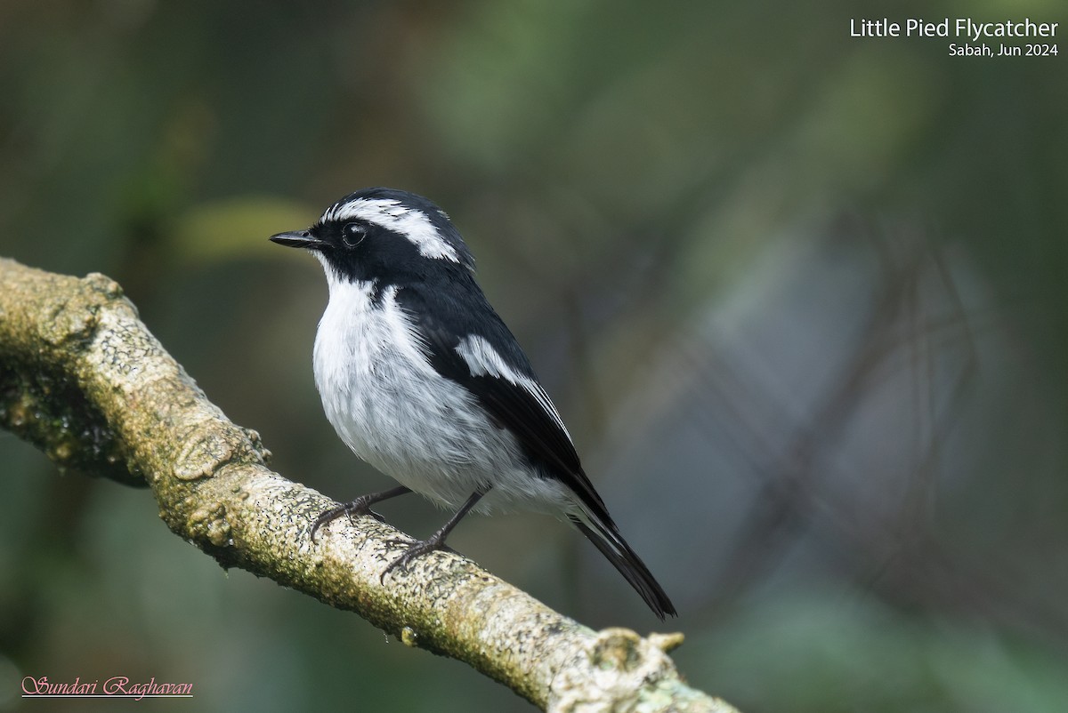 Little Pied Flycatcher - ML622117330