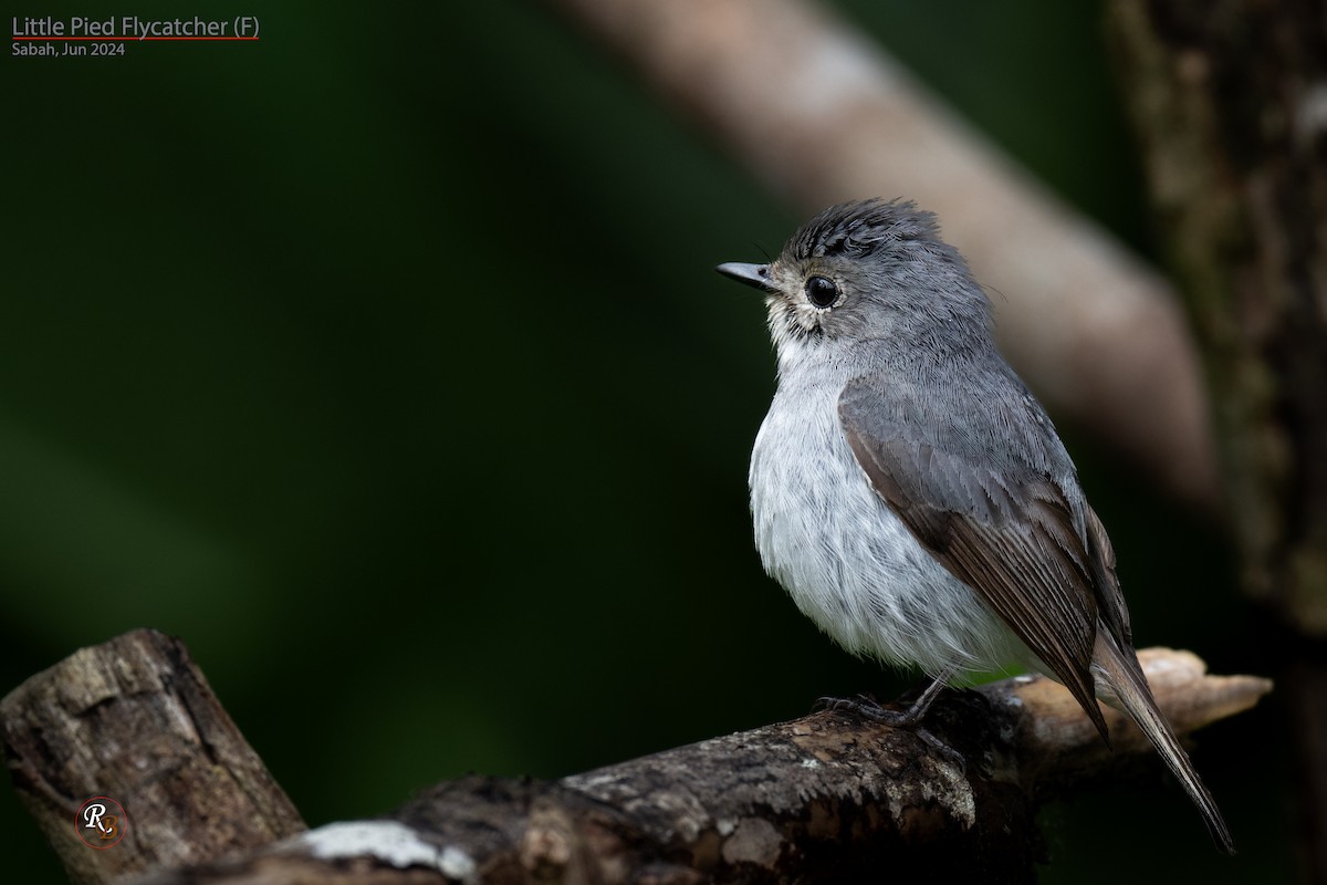 Little Pied Flycatcher - ML622117331