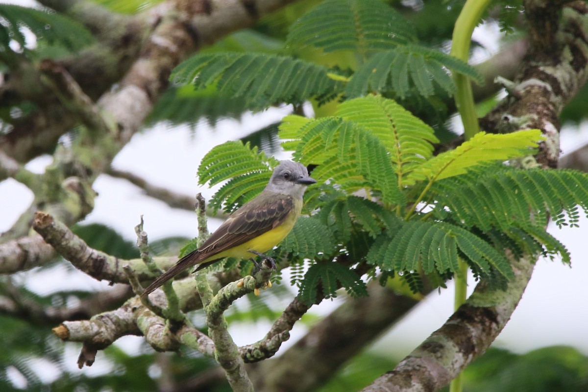 Tropical Kingbird - ML622117334