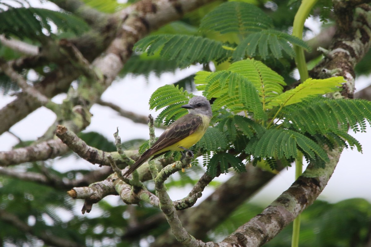 Tropical Kingbird - ML622117335