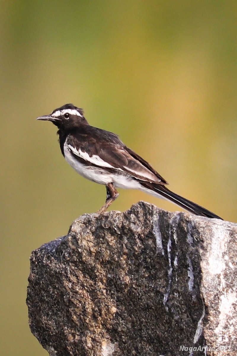 White-browed Wagtail - ML622117336