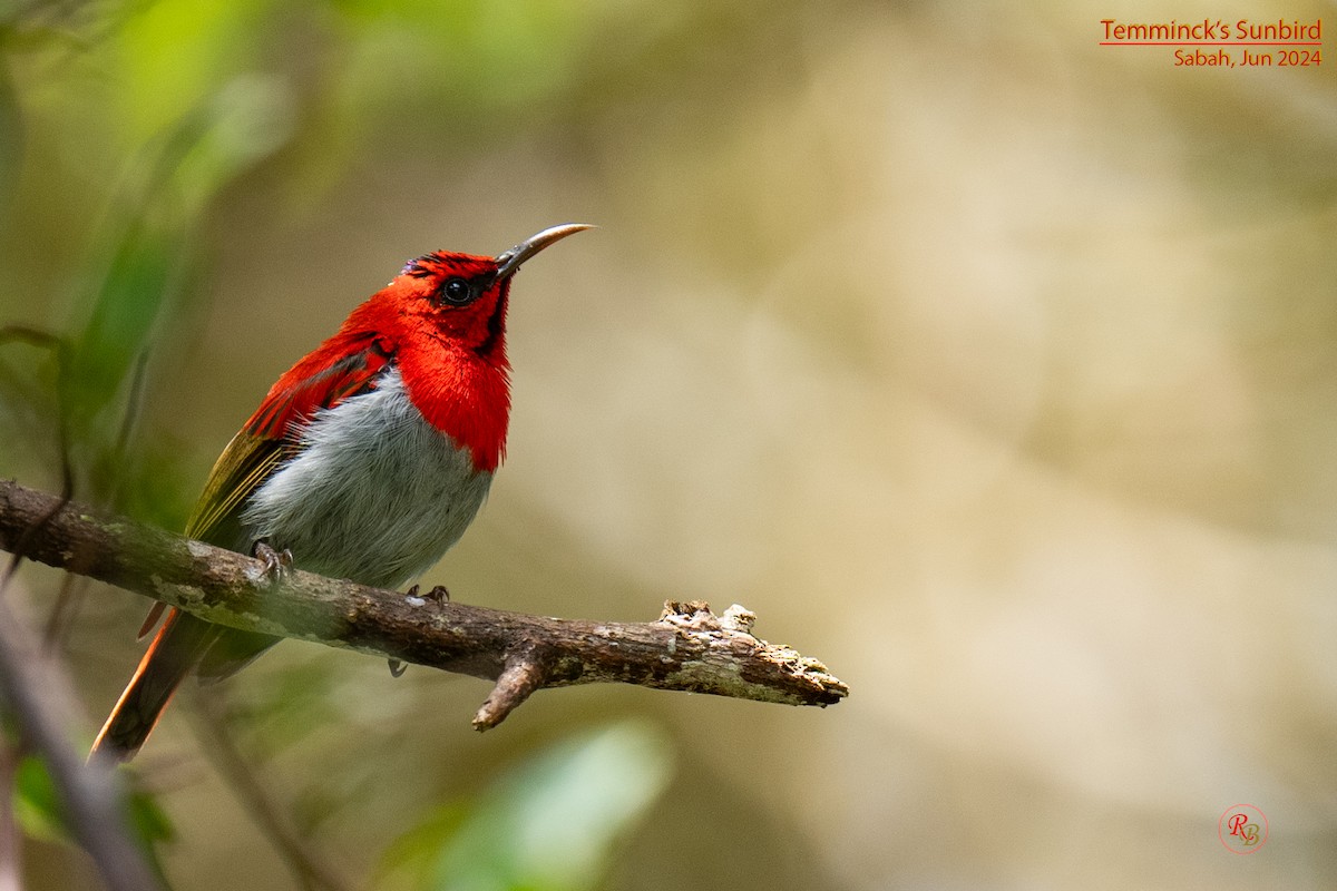 Temminck's Sunbird - ML622117338