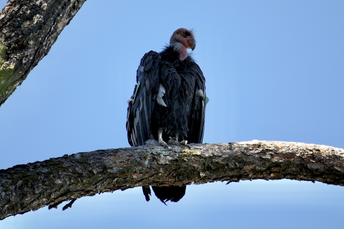 California Condor - Joshua Mitchell