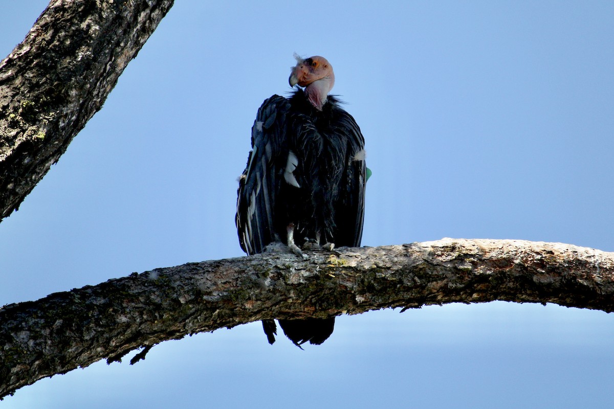 California Condor - ML622117350