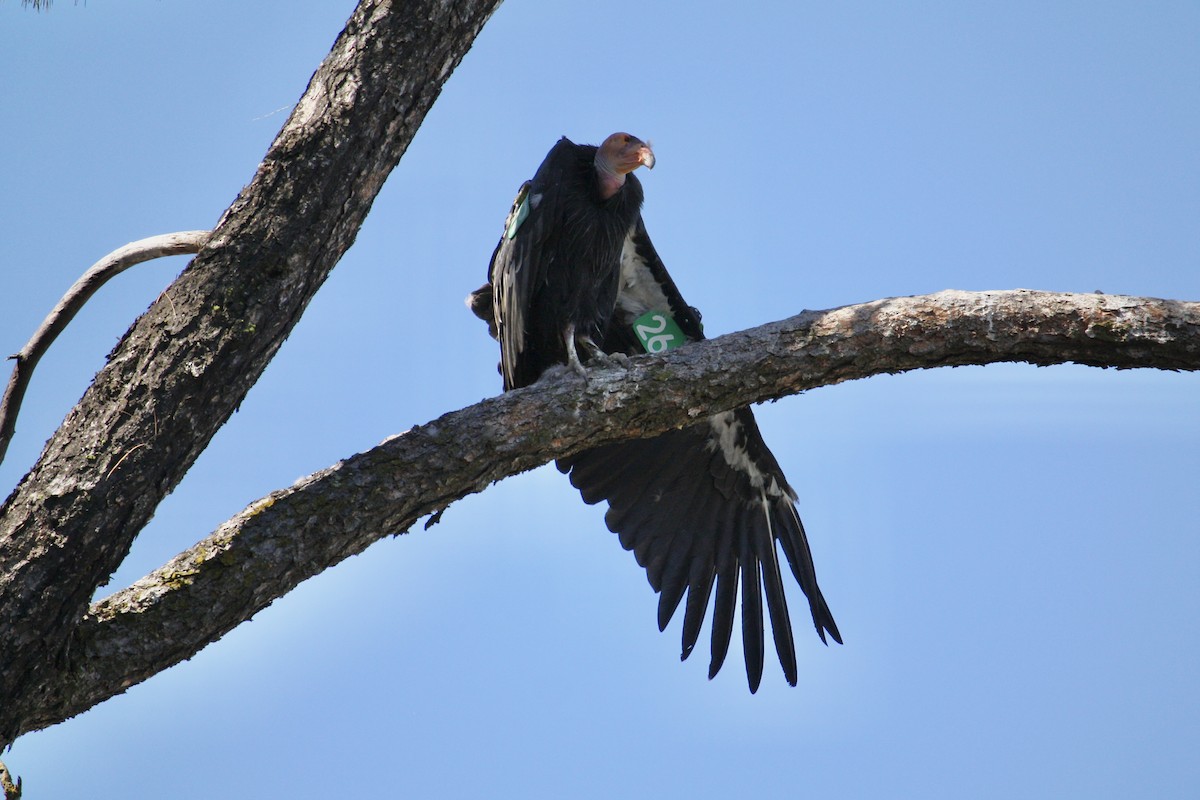 California Condor - ML622117351