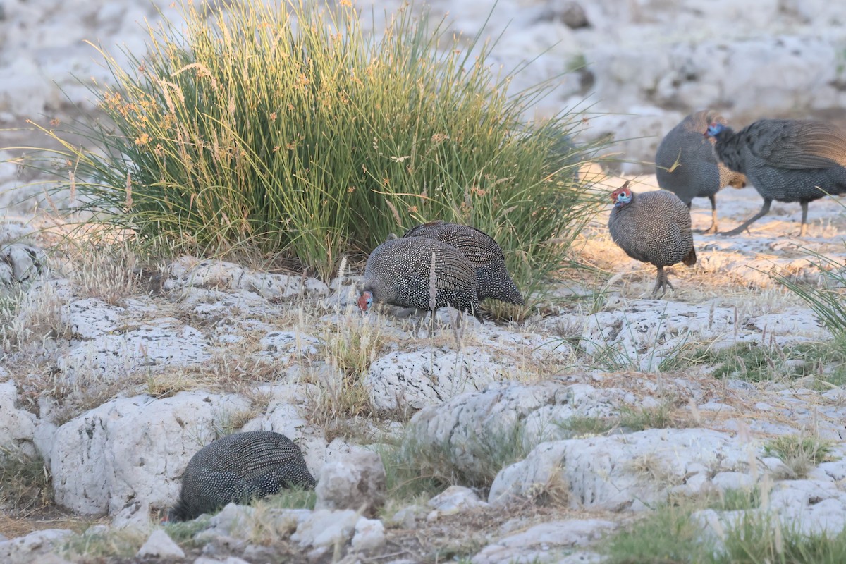 Helmeted Guineafowl - Gonzalo Galan