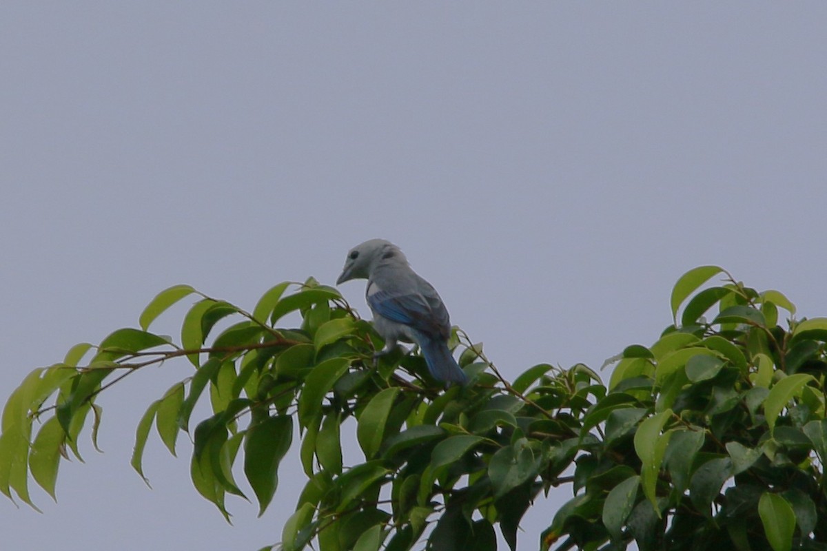 Blue-gray Tanager - Kevin Lester