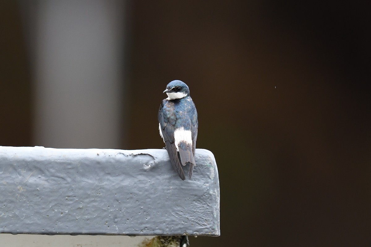 Mangrove Swallow - terence zahner