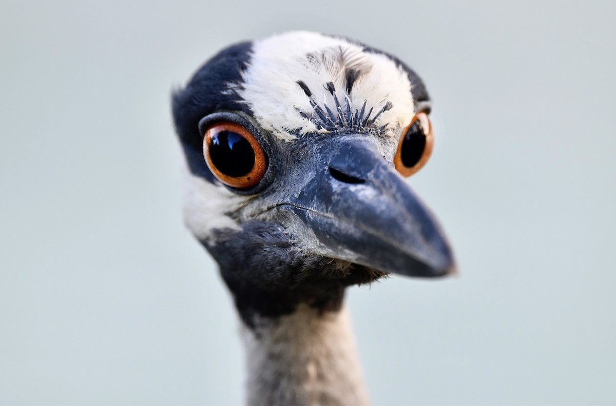 Yellow-crowned Night Heron - Eva Bottelli