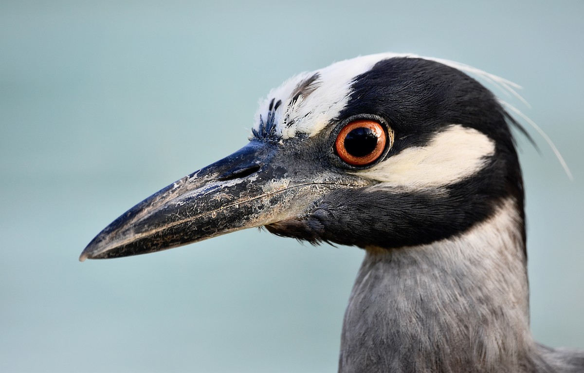 Yellow-crowned Night Heron - ML622117368