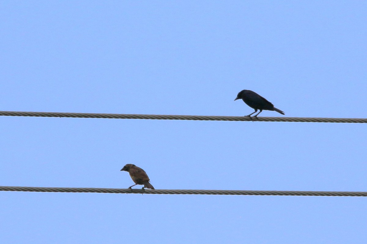 Shiny Cowbird - Kevin Lester