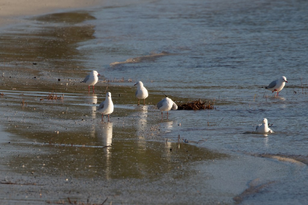 Mouette argentée (novaehollandiae/forsteri) - ML622117376