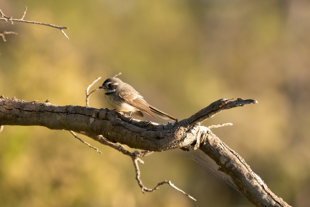 Gray Fantail (preissi) - ML622117379