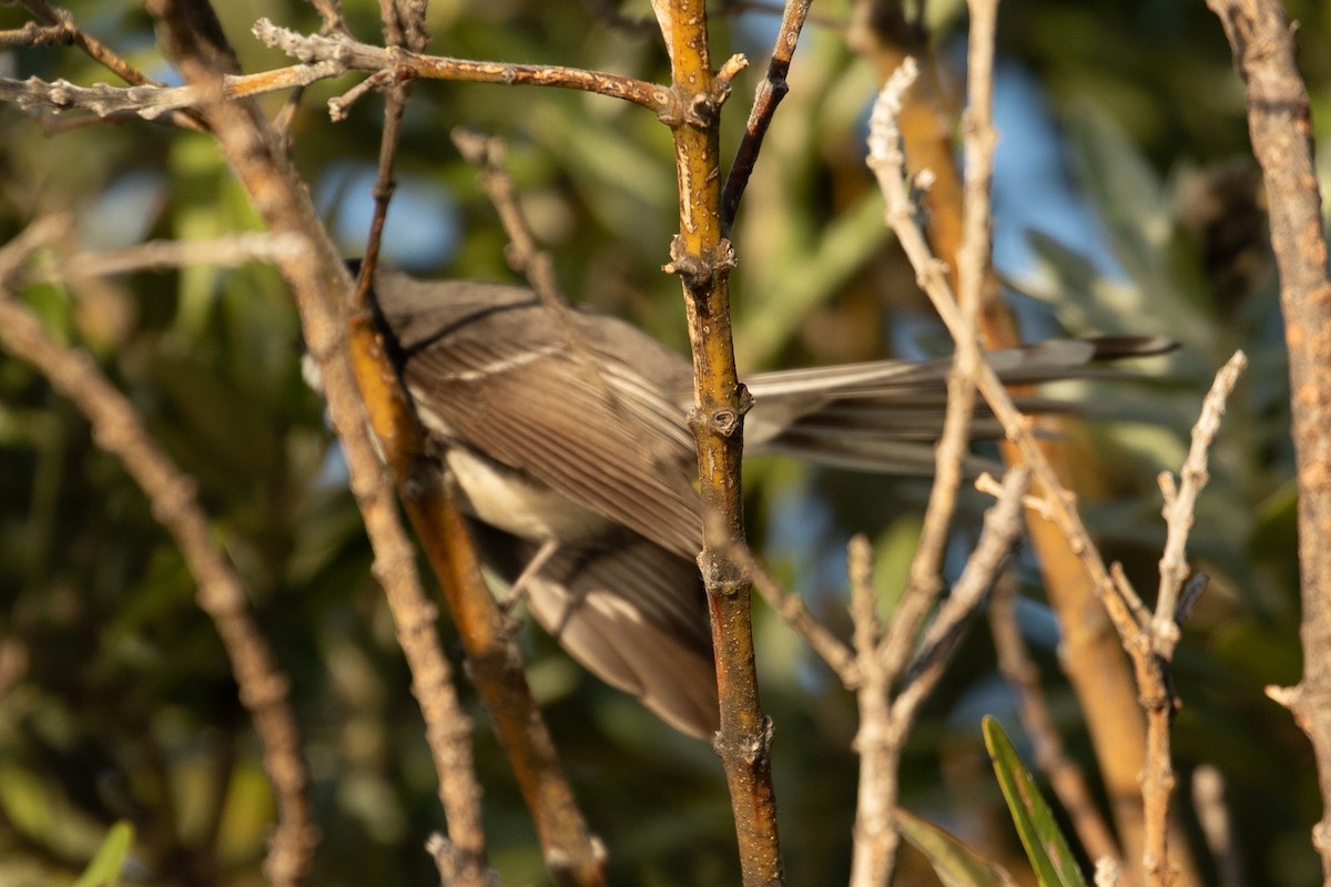 Gray Fantail (preissi) - ML622117380