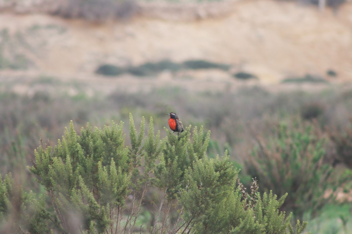 Long-tailed Meadowlark - ML622117381