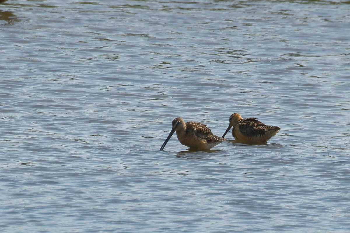 Bécassin à long bec - ML622117384