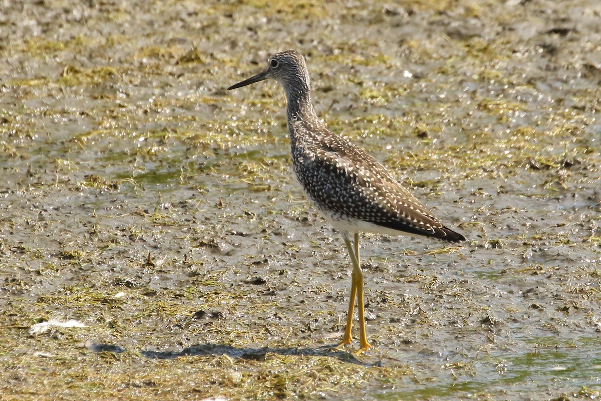 Greater Yellowlegs - gord smith