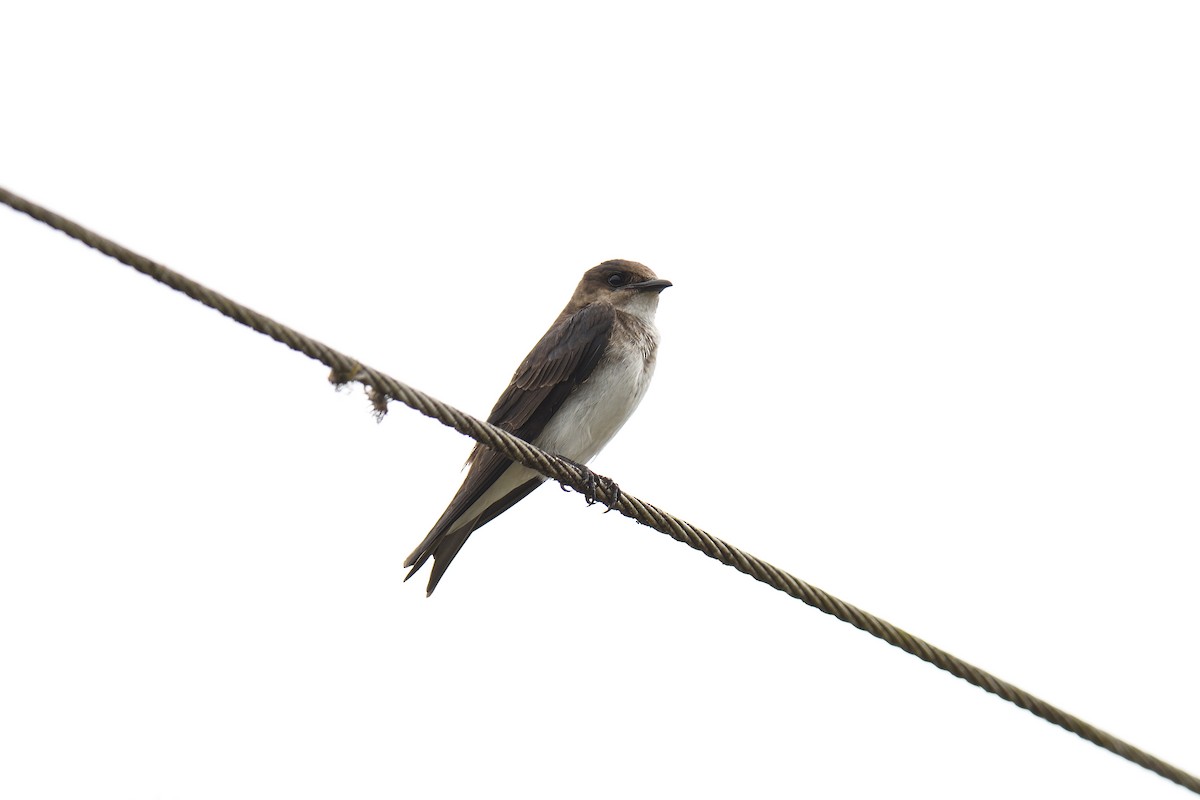 Gray-breasted Martin - terence zahner