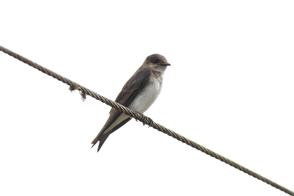 Gray-breasted Martin - ML622117389