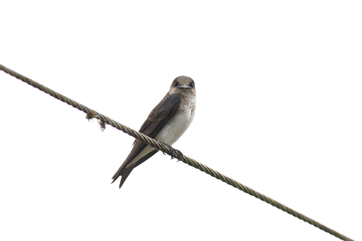 Gray-breasted Martin - ML622117390