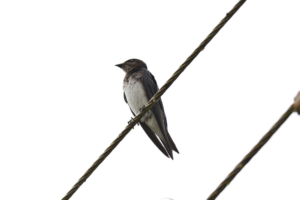 Gray-breasted Martin - ML622117391