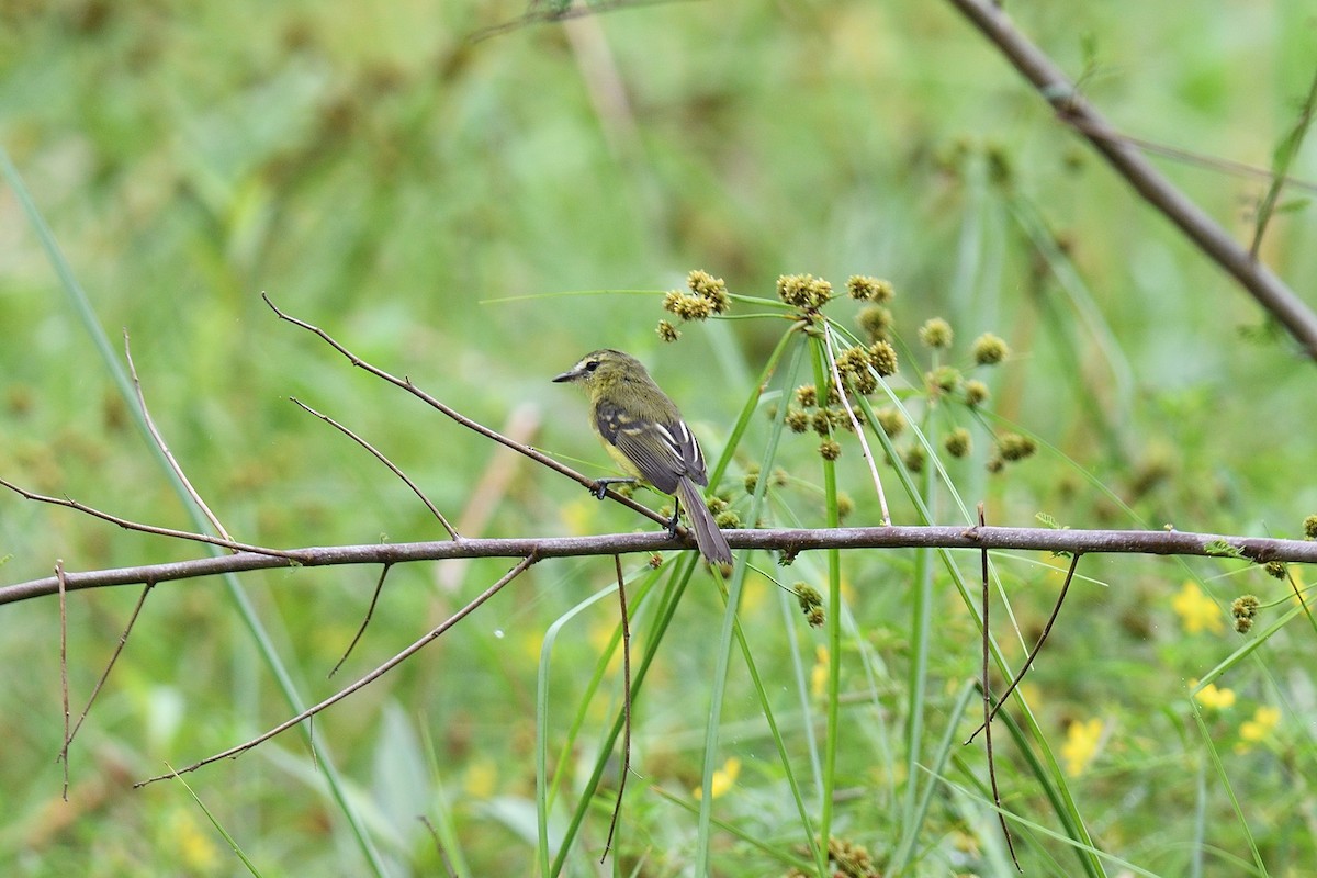 Yellow Tyrannulet - ML622117397