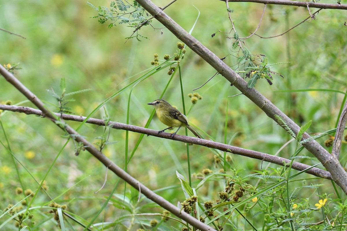 Yellow Tyrannulet - ML622117398