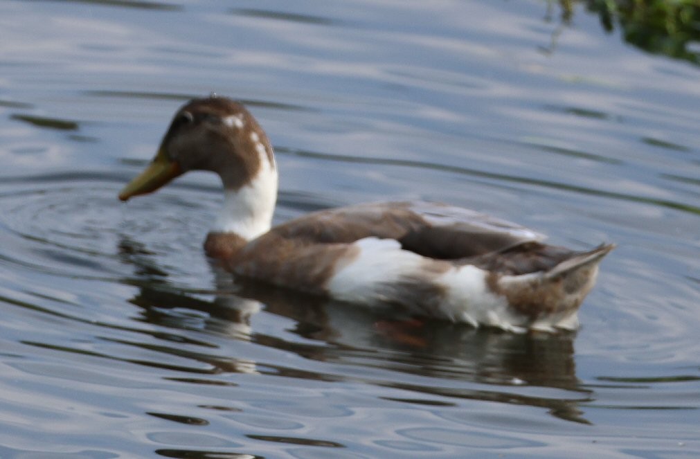 Mallard (Domestic type) - Vince Folsom