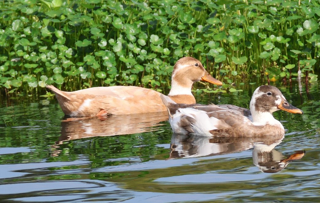 Canard colvert (forme domestique) - ML622117409